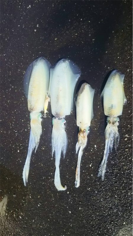 マタウマリンサービス 釣果