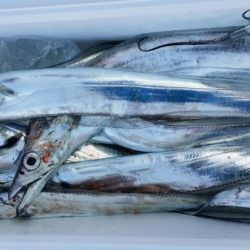 オーフリー 釣果