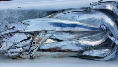 オーフリー 釣果