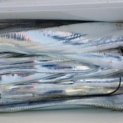 オーフリー 釣果