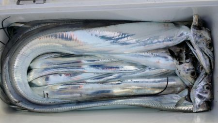 オーフリー 釣果