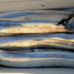 オーフリー 釣果