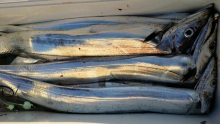 オーフリー 釣果