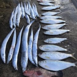 秀丸 釣果