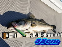 オーシャンマスター 釣果