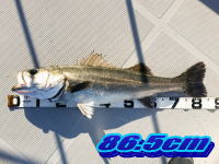 オーシャンマスター 釣果