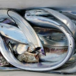 オーフリー 釣果