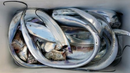 オーフリー 釣果