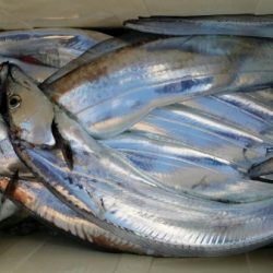 オーフリー 釣果