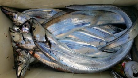 オーフリー 釣果