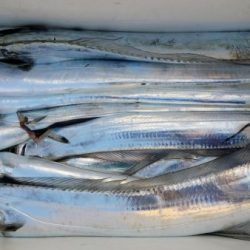 オーフリー 釣果