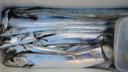 オーフリー 釣果