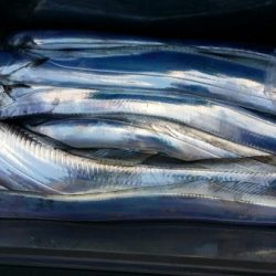 オーフリー 釣果