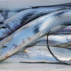 オーフリー 釣果