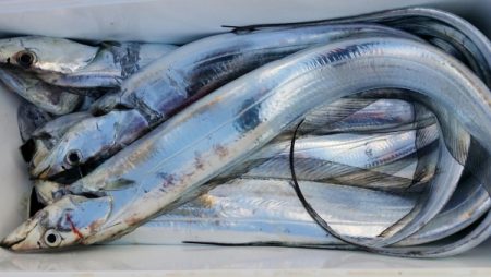 オーフリー 釣果