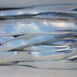 オーフリー 釣果