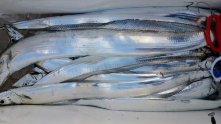 オーフリー 釣果