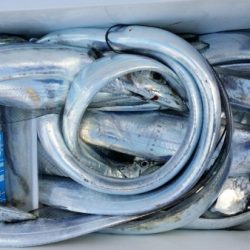 オーフリー 釣果