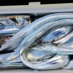 オーフリー 釣果