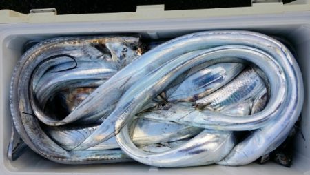 オーフリー 釣果