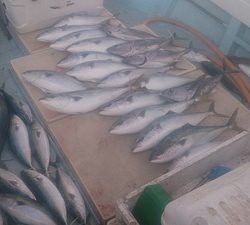 旭星釣りセンター 釣果