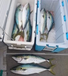 秀丸 釣果
