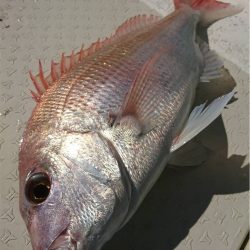 マタウマリンサービス 釣果