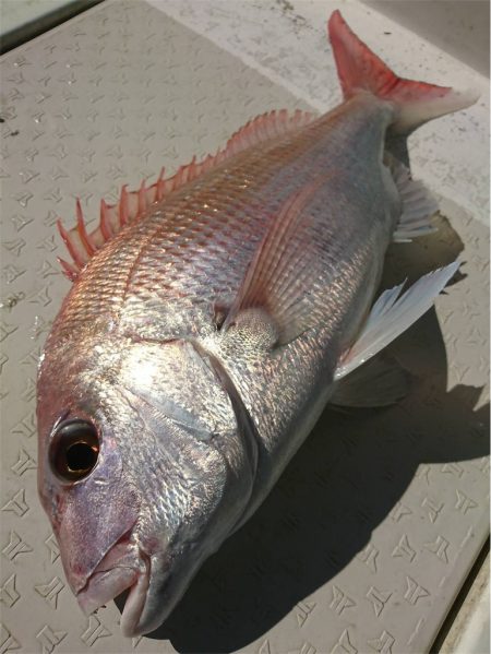 マタウマリンサービス 釣果