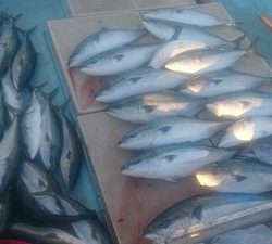 旭星釣りセンター 釣果