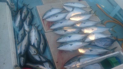 旭星釣りセンター 釣果