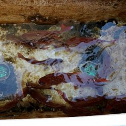 フルコンタクト 釣果