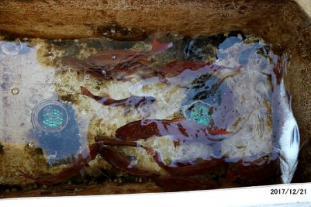 フルコンタクト 釣果