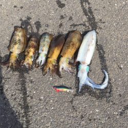 マタウマリンサービス 釣果