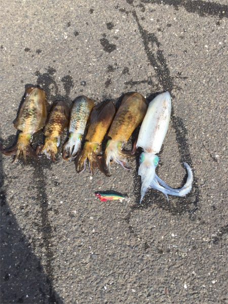 マタウマリンサービス 釣果