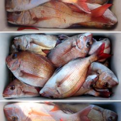 来温丸(らいおんまる) 釣果