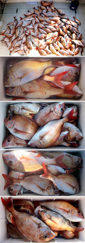 来温丸（らいおんまる） 釣果