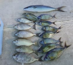 本部釣りイカダ 釣果