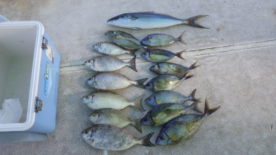 本部釣りイカダ 釣果