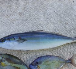 本部釣りイカダ 釣果