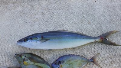本部釣りイカダ 釣果