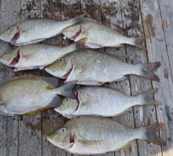 本部釣りイカダ 釣果