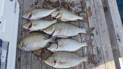 本部釣りイカダ 釣果