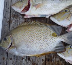 本部釣りイカダ 釣果
