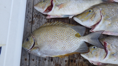 本部釣りイカダ 釣果