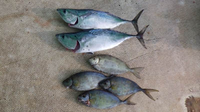 本部釣りイカダ 釣果