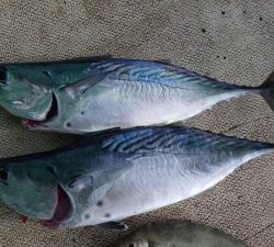 本部釣りイカダ 釣果