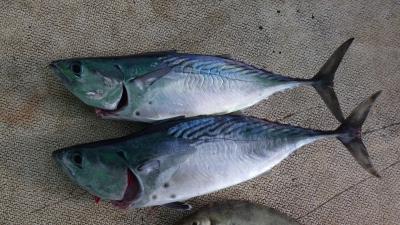 本部釣りイカダ 釣果