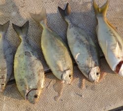 本部釣りイカダ 釣果