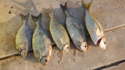 本部釣りイカダ 釣果