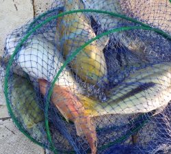 本部釣りイカダ 釣果